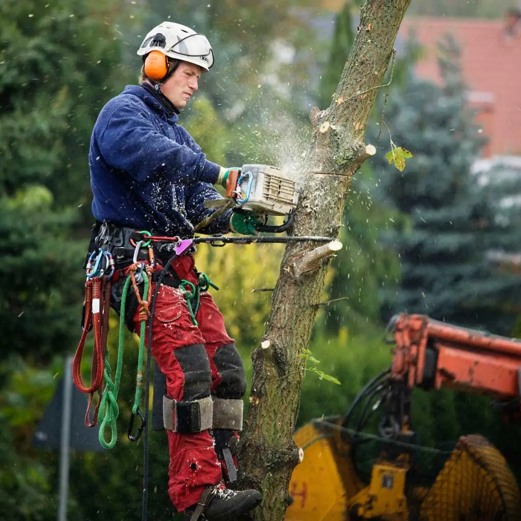 Tree care professional cutting a tree in Florida