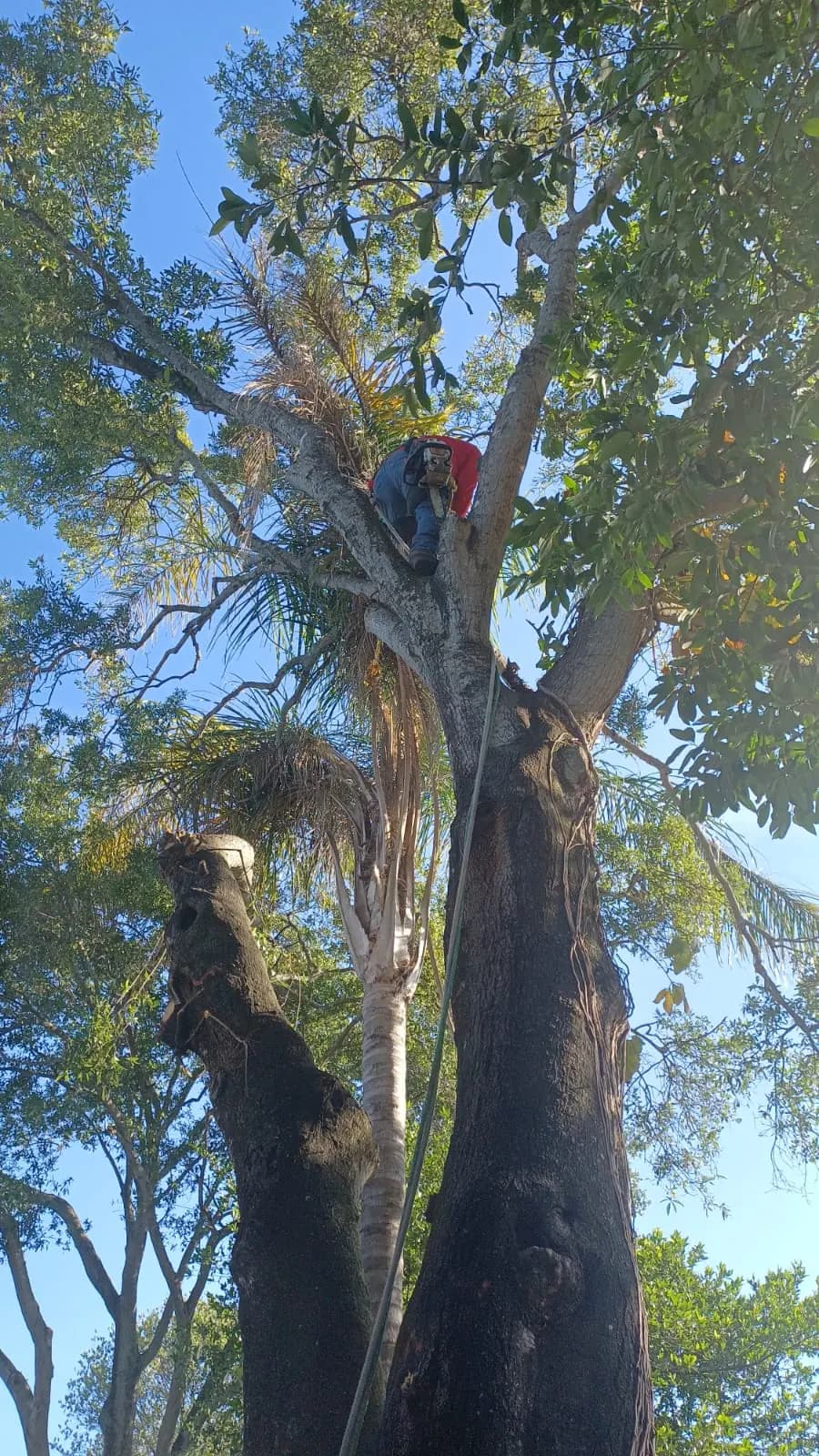 ATN climber working high in a tree