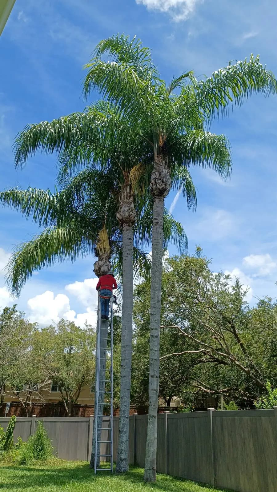 Tall royal palms on a Florida property